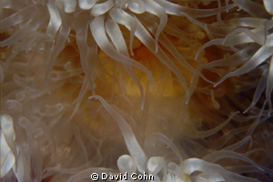 anemone tentacles composed in ans "artsy" fashion with de... by David Cohn 